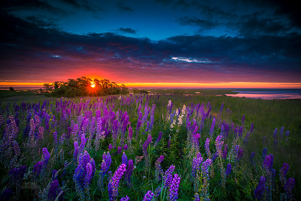 Field of Lupines at Sunrise on Cape Cod National Seashore. Extra large photographic print for sale by Dapixara.