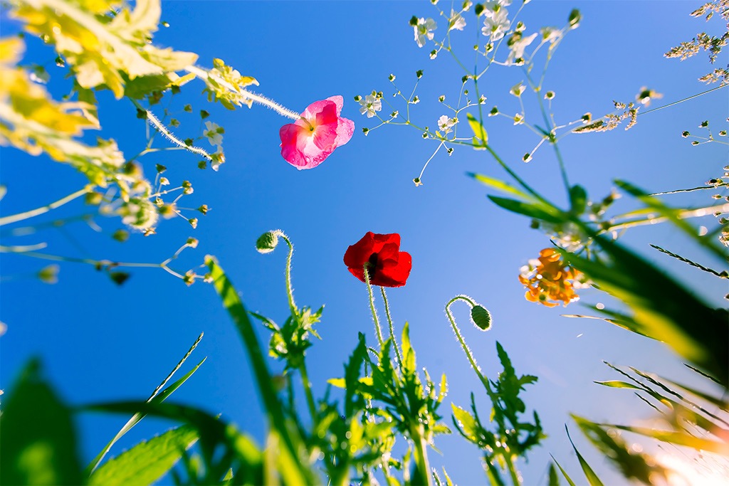 Field of wildflowers and poppy flowers by Dapixara.