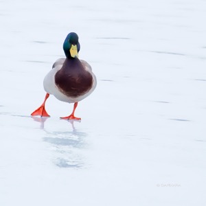 Bird skating on ice. Dapixara photography. Good luck forgetting that.