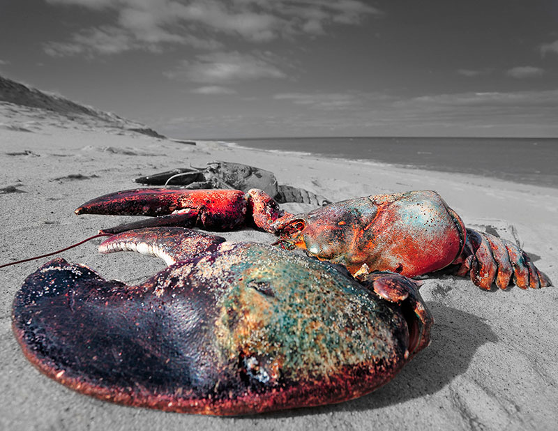 Red Lobster - Dapixara photograph